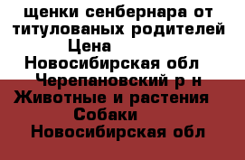 щенки сенбернара от титулованых родителей › Цена ­ 45 000 - Новосибирская обл., Черепановский р-н Животные и растения » Собаки   . Новосибирская обл.